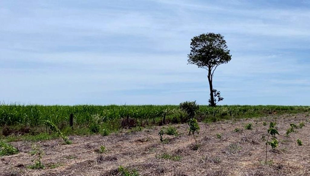 Pilotos inscritos no Grupo 1 do Brasileiro ajudam o Speed Park na parceria com projeto Reflorestamento das Fontes a Foz